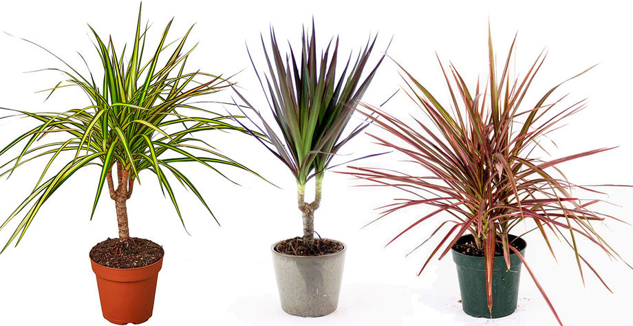 دراسنا (Dracena)