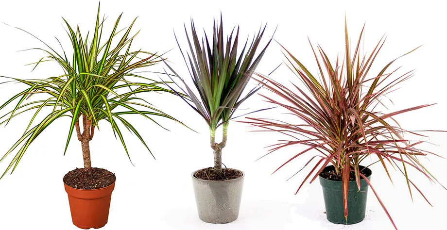 دراسنا (Dracena)