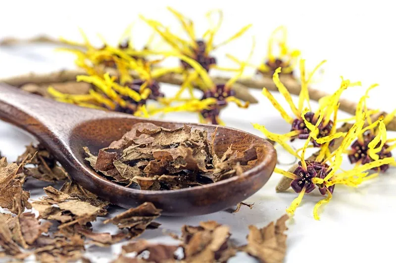 فندق افسونگر (witch hazel) با نام علمی .Hamamelis virginiana L گیاهی با خواص پرشمار استگلدان پلاستیکی  Plastic pot,  plastic vase مجموعه تولیدی سیدوس ,تولید کننده گلدان پلاستیکی سیدوس ,بیش از 120نوع, اعم از گلدان استوانه ای پلاستیکی سیدوس,گلدان الماسی پلاستیکی سیدوس,گلدان مربعی پلاستیکی,گلدان مثلثی پلاستیکی,گلدان گرد پلاستیکی ,باکس مستطیلی,در اندازه های کاکتوسی تا درختچه ای