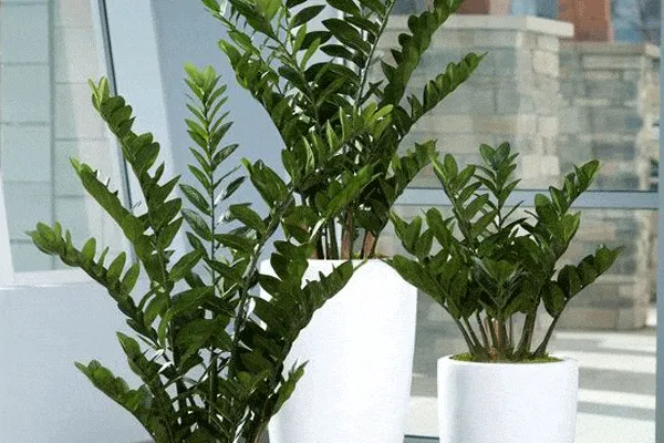 گیاهان ومعجزه گلدان گل و گیاهPlants and the miracle of flower pots and plants
 مجموعه تولیدی سیدوس ,تولید کننده گلدان پلاستیکی سیدوس ,بیش از 120نوع, اعم از گلدان استوانه ای پلاستیکی سیدوس,گلدان الماسی پلاستیکی سیدوس,گلدان مربعی پلاستیکی,گلدان مثلثی پلاستیکی,گلدان گرد پلاستیکی ,باکس مستطیلی,در اندازه های کاکتوسی تا درختچه ای