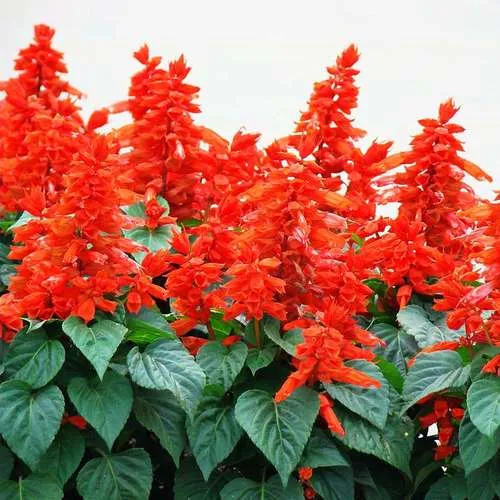 گل سلوی دائمی یا مریم گلی زینتی با نام علمی “Salvia splendens” یکی از زیباترین گل‌های تابستانه است. مجموعه تولیدی سیدوس تولید کننده محصولات پلاسکو آشپزخانه وگلدان پلاستیکی سیدوس