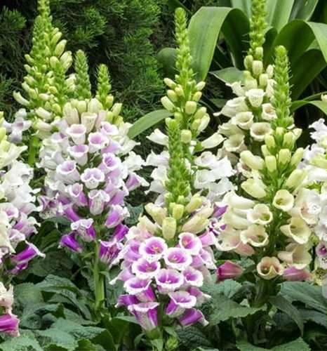 گل انگشتانه,COMMON FOXGLOVE