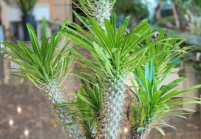 نخل ماداگاسکار وعلل پاجوش نزدن آن Madagascar Palm and Reasons for Not Growing It مجموعه تولیدی سیدوس ,تولید کننده گلدان پلاستیکی سیدوس ,بیش از 120نوع, اعم از گلدان استوانه ای پلاستیکی سیدوس,گلدان الماسی پلاستیکی سیدوس,گلدان مربعی پلاستیکی,گلدان مثلثی پلاستیکی,گلدان گرد پلاستیکی ,باکس مستطیلی,در اندازه های کاکتوسی تا درختچه ای