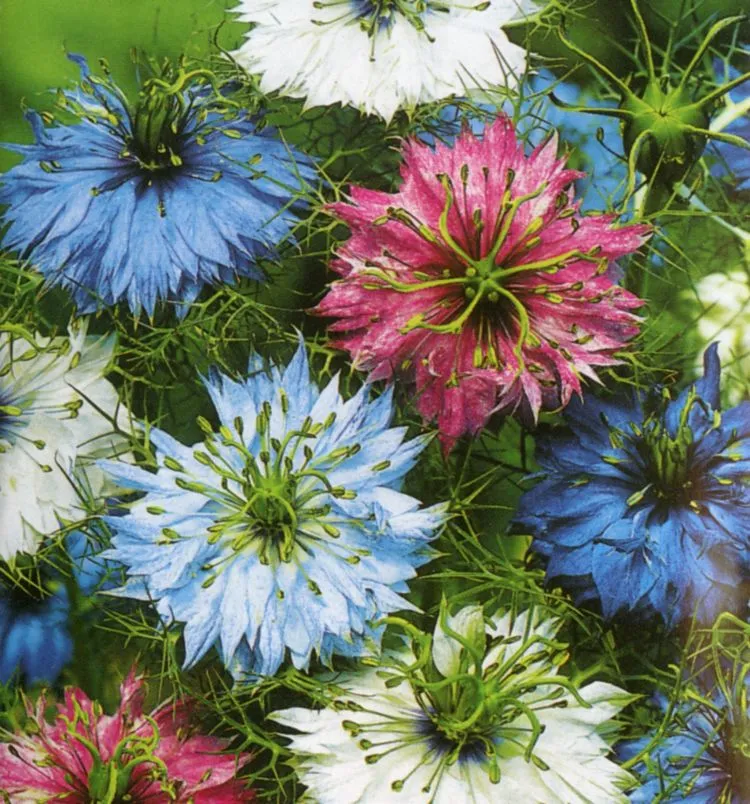 گیاه سیاه دانه دمشقی (Love in a Mist)نام علمی: (Nigella damascene)