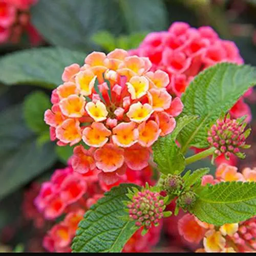 گل های بهاری وتابستانی مناسب باغچه (37گونه)Spring and summer flowers suitable for the garden (37 (species) مجموعه تولیدی سیدوس , تولید کننده گلدان های پلاستیکی سیدوس
