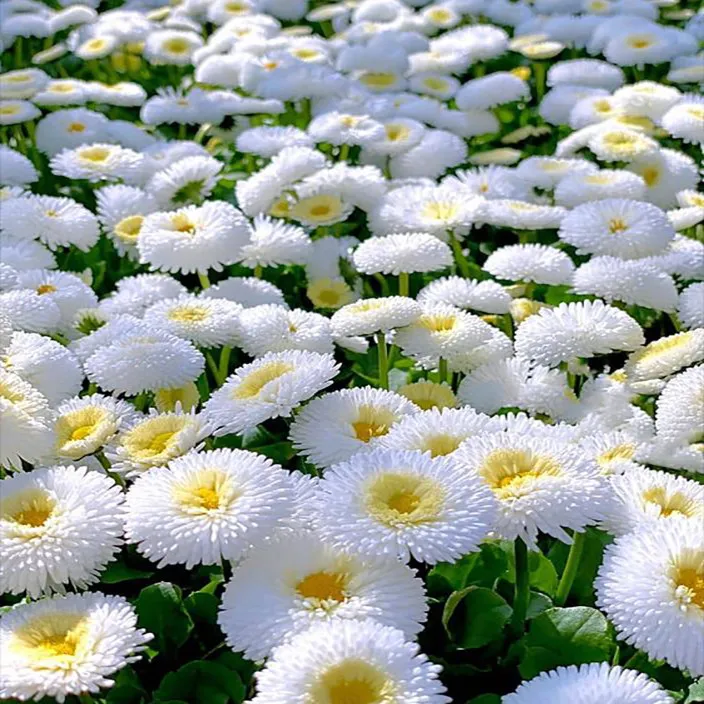گل مینامینای چمنی
دِیْزی چمنی، مینای معمولی و مینای انگلیسی,مینای چینی,مینای افریقایی یا چشم آبی
Aster+  Michaelmas Daisy
(Bellis perennis)
مجموعه تولیدی سیدوس تولید کننده گلدان پلاستیکی سیدوس
