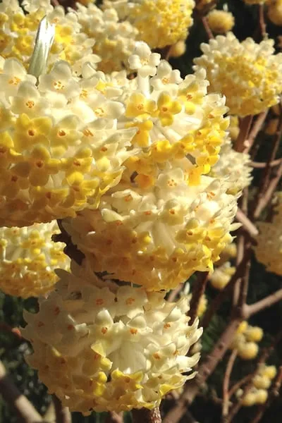 اجورثیا کریسانتا (Paperbush)نام علمی: (Edgeworthia chrysantha)