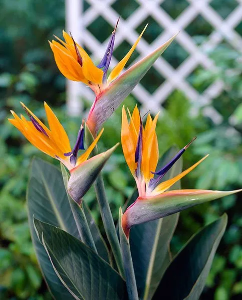 پرنده بهشتی یا استرلیتزیا (Strelitzia Reginae)مجموعه تولیدی سیدوس ,تولید کننده گلدان پلاستیکی سیدوس 