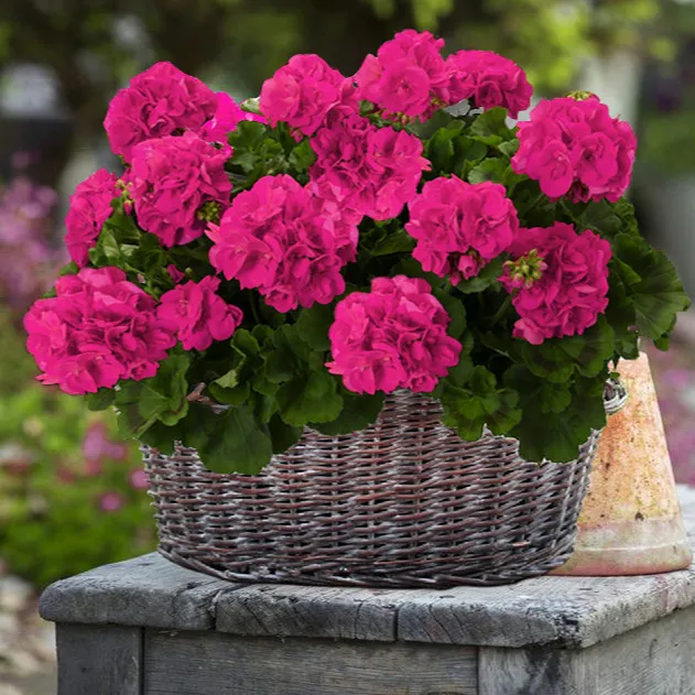 گل شمعدانی‌ هلندی (Tender Geraniums)نام علمی: (Pelargonium)
گلدان پلاستیکی سیدوس Sidoos plastic vase