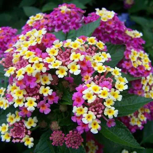 گل شاهپسند بوته‌ای (Bigleaf Lantana)نام علمی: (Lantana camara)