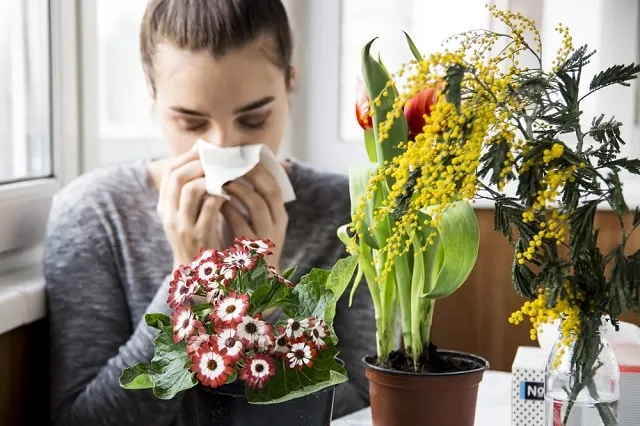 گیاهان آپارتمانی مناسب برای افراد آلرژیکHouseplants suitable for allergy sufferers
مجموعه تولیدی سیدوس ,تولید کننده گلدان پلاستیکی سیدوس ,بیش از 120نوع, اعم از گلدان استوانه ای پلاستیکی سیدوس,گلدان الماسی پلاستیکی سیدوس,گلدان مربعی پلاستیکی,گلدان مثلثی پلاستیکی,گلدان گرد پلاستیکی ,باکس مستطیلی,در اندازه های کاکتوسی تا درختچه ای