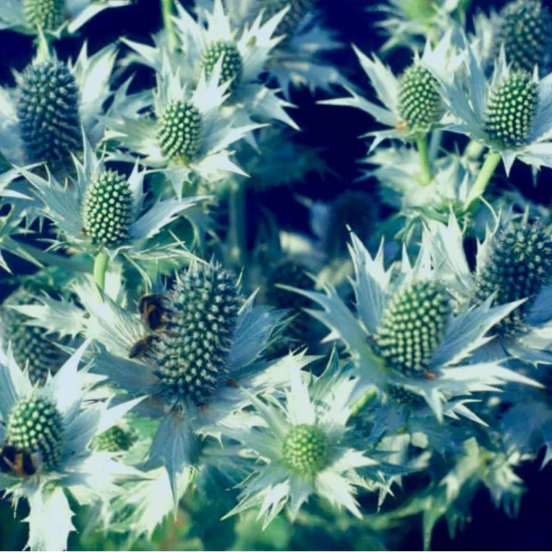 گل ارینژیوم (Miss Willmotts Ghost)نام علمی: (Eryngium giganteum)