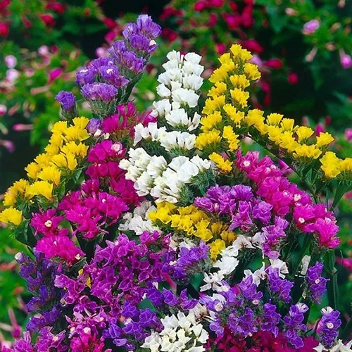 گل استاتیس (Wavyleaf Sea Lavender)نام علمی: (Limonium sinuatum)