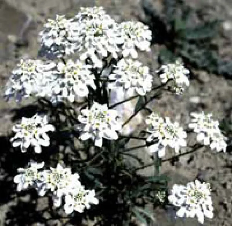 گل ایبریس نام انگلیسی : IBERIS AMARA خانواده : BRASSICACEAE (شب بوها یا چلیپائیان) مجموعه تولیدی سیدوس تولید کننده گلدان پلاستیکی سیدوس
