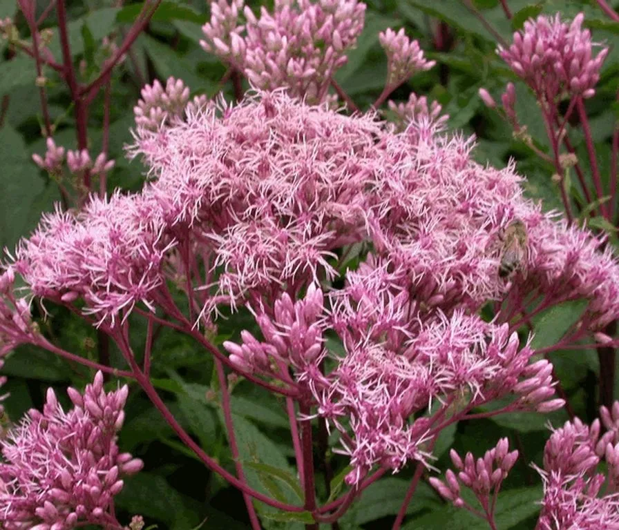 گل اوپاتوریومEupatorium Purpureum“
مجموعه تولیدی سیدوس تولید کننده گلدان پلاستیکی سیدوس