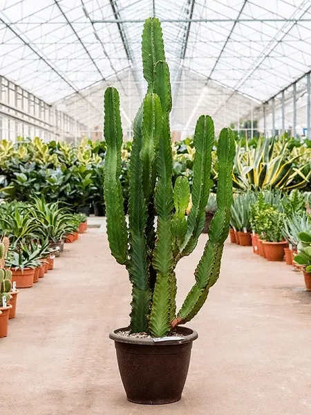 خاک و آبیاری افوربیا در گلدان پلاستیکی سیدوس(4بخش)Soil and watering of Euphorbia in a plastic Sidoos pot (4 parts)
گلدان پلاستیکی  Plastic pot,  plastic vase مجموعه تولیدی سیدوس ,تولید کننده گلدان پلاستیکی سیدوس ,بیش از 120نوع, اعم از گلدان استوانه ای پلاستیکی سیدوس,گلدان الماسی پلاستیکی سیدوس,گلدان مربعی پلاستیکی,گلدان مثلثی پلاستیکی,گلدان گرد پلاستیکی ,باکس مستطیلی,در اندازه های کاکتوسی تا درختچه ای