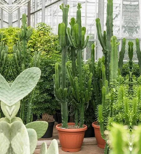 خاک و آبیاری افوربیا در گلدان پلاستیکی سیدوس(4بخش)Soil and watering of Euphorbia in a plastic Sidoos pot (4 parts)
گلدان پلاستیکی  Plastic pot,  plastic vase مجموعه تولیدی سیدوس ,تولید کننده گلدان پلاستیکی سیدوس ,بیش از 120نوع, اعم از گلدان استوانه ای پلاستیکی سیدوس,گلدان الماسی پلاستیکی سیدوس,گلدان مربعی پلاستیکی,گلدان مثلثی پلاستیکی,گلدان گرد پلاستیکی ,باکس مستطیلی,در اندازه های کاکتوسی تا درختچه ای