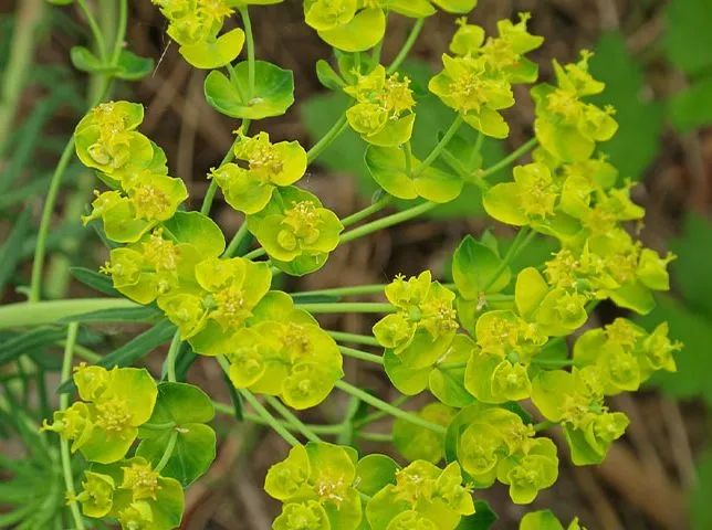 گل فرفیون یا مرجان؛ گیاهی با عمر طولانیEuphorbiaceae
نام علمي	Euphorbia rigida
مجموعه تولیدی سیدوس تولید کننده گلدان پلاستیکی سیدوس