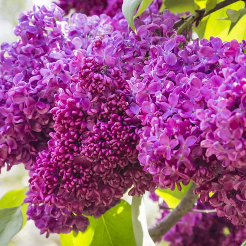 یاس خوشه ای,Syringa vulgarisمجموعه تولیدی گلدان پلاستیکی سیدوس