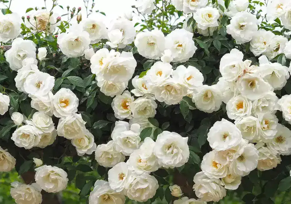 گل های رز رونده, Climbing roses (11 types) مجموعه تولیدی سیدوس ,تولید کننده گلدان پلاستیکی سیدوس