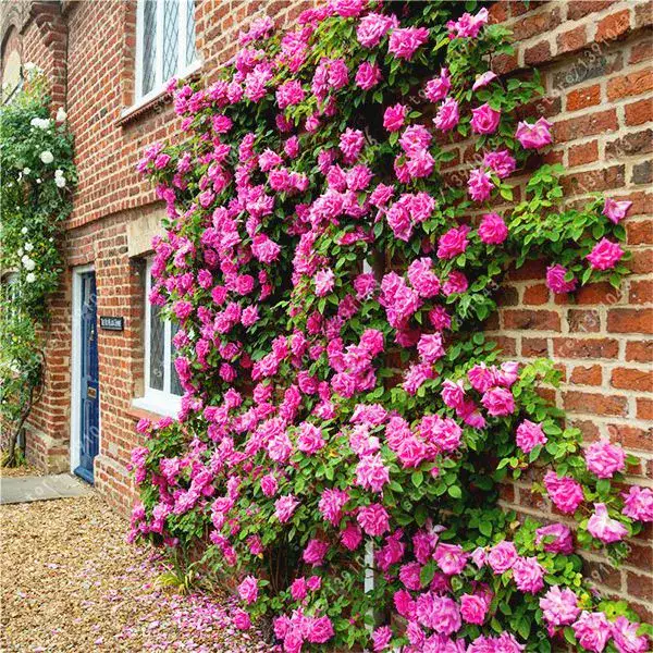 گل های رز رونده, Climbing roses (11 types) مجموعه تولیدی سیدوس ,تولید کننده گلدان پلاستیکی سیدوس
