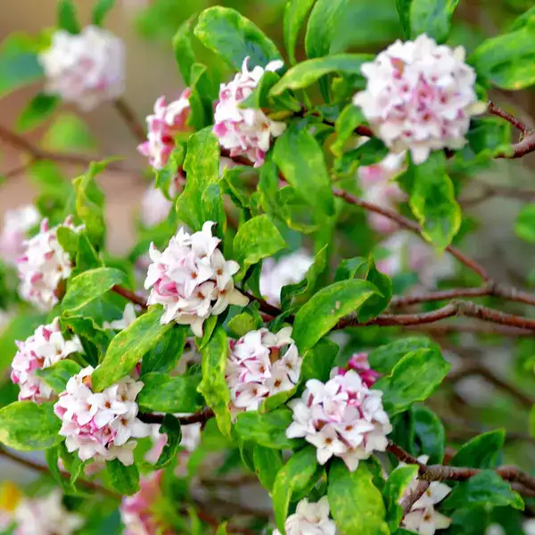 گل دافنه مزرون با نام علمی (Daphne mezereum)گلدان پلاستیکی Plastic pot, plastic vase مجموعه تولیدی سیدوس ,تولید کننده گلدان پلاستیکی سیدوس ,بیش از 120نوع, اعم از گلدان استوانه ای پلاستیکی سیدوس,گلدان الماسی پلاستیکی سیدوس,گلدان مربعی پلاستیکی,گلدان مثلثی پلاستیکی,گلدان گرد پلاستیکی ,باکس مستطیلی,در اندازه های کاکتوسی تا درختچه ای تدوین:مینو غفوری ساداتیه آدرس اینستاگرام: __sidos.ir__@ تلفن:09308743868