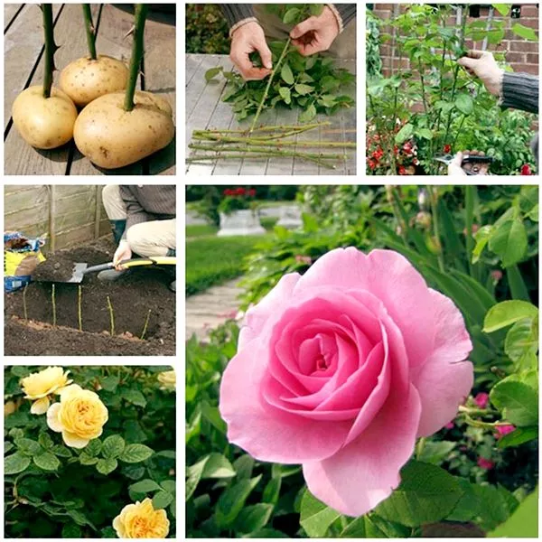 گل رز وشرایط نگهداری از آنRoses and their care requirements گلدان پلاستیکی Plastic pot, plastic vase مجموعه تولیدی سیدوس ,تولید کننده گلدان پلاستیکی سیدوس ,بیش از 120نوع, اعم از گلدان استوانه ای پلاستیکی سیدوس,گلدان الماسی پلاستیکی سیدوس,گلدان مربعی پلاستیکی,گلدان مثلثی پلاستیکی,گلدان گرد پلاستیکی ,باکس مستطیلی,در اندازه های کاکتوسی تا درختچه ای