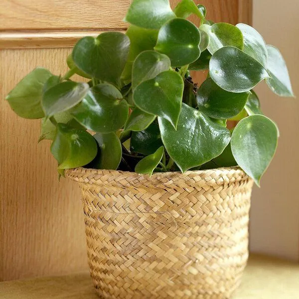 گل قاشقی در مجموعه تولیدی گلدان پلاستیکی سیدوسKashki flower in Sidoos plastic vase collection
