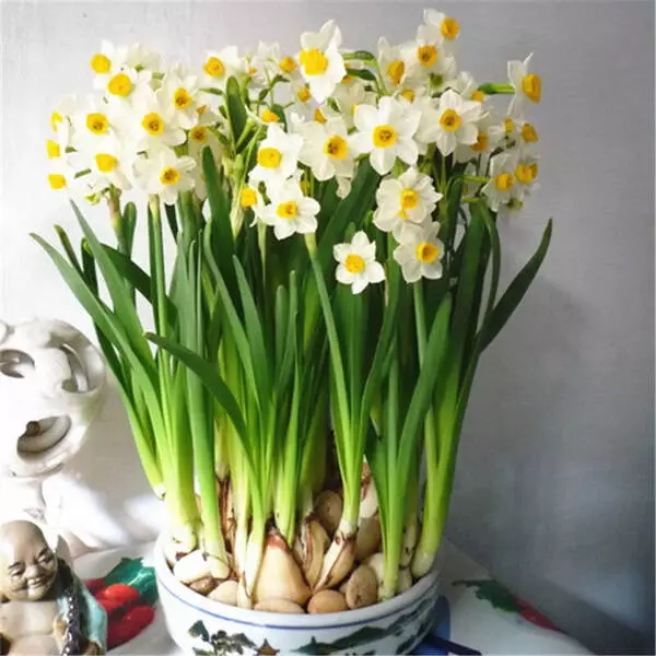 گلهای زیبای بهاری که میتوان در گلدان وباغچه کاشتBeautiful spring flowers that can be planted in pots and gardens مجموعه تولیدی سیدوس ,تولید کننده گلدان پلاستیکی سیدوس ,بیش از 120نوع, اعم از گلدان استوانه ای پلاستیکی سیدوس,گلدان الماسی پلاستیکی سیدوس,گلدان مربعی پلاستیکی,گلدان مثلثی پلاستیکی,گلدان گرد پلاستیکی ,باکس مستطیلی,در اندازه های کاکتوسی تا درختچه ای