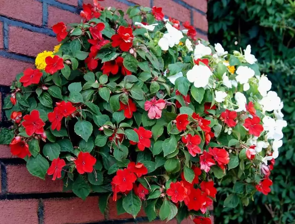 گل حنا (Busy Lizzie) سولماز شیرازی نام علمی: (Impatiens walleriana) مجموعه تولیدی سیدوس تولید کننده انواع گلدان پلاستیکی سیدوس