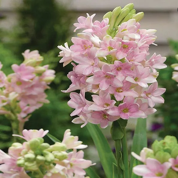 گل مریم Polianthes tuberosa گل مریم به انگلیسی Tuberous, Agave amica نام‌های دیگر این گیاه گل دندان فیلی و زنبق Polyanthus  و عاج گل و گل متورم مجموعه تولیدی سیدوس تولید کننده گلدان پلاستیکی سیدوس