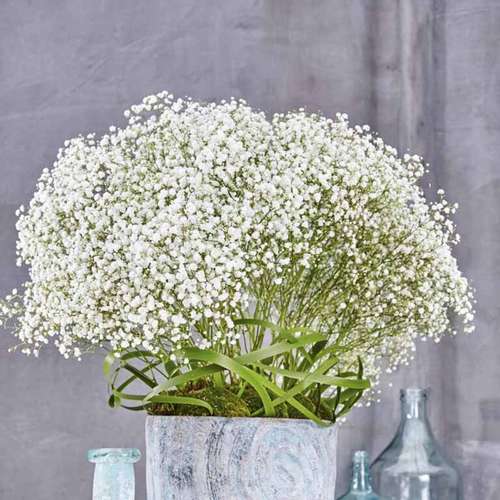 Gypsophila flower,گل ژیپسوفیلا,گل عروس