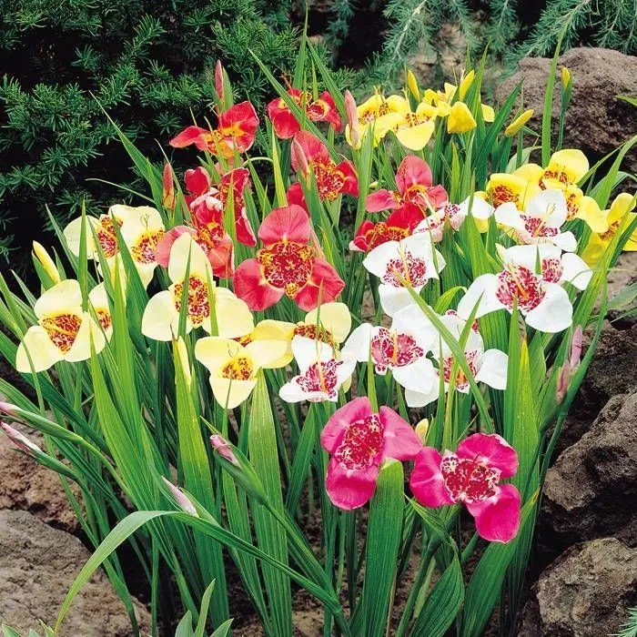 گل ببر (Tiger Flower)نام علمی: (Tigride pavonia)
گلدان پلاستیکی سیدوس Sidoos plastic vase