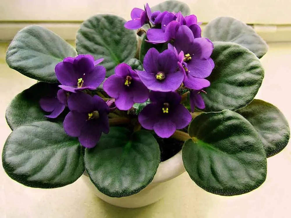 گل وگیاه ثروت سازWealth-making
 flowers and plants (6 types)
مجموعه تولیدی سیدوس,تولید کننده گلدان پلاستیکی سیدوس