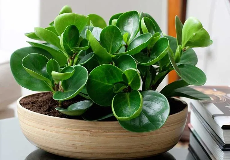 گل وگیاه ثروت سازWealth-making
 flowers and plants (6 types)
مجموعه تولیدی سیدوس,تولید کننده گلدان پلاستیکی سیدوس