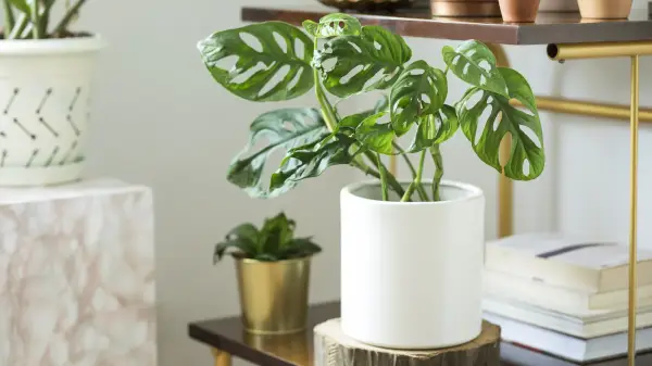 فنگشویی گلدان در خانهFeng Shui pot at home
مجموعه تولیدی سیدوس تولید کننده گلدان پلاستیکی سیدوس تدوین:مینو غفوری ساداتیه

<p>آدرس اینستاگرام:gooldono.stand.sidoos@</p>

<p>تلفن:09308743868