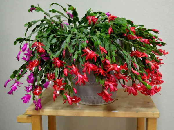 درختچه های آپارتمانی در گلدان پلاستیکی سیدوسApartment shrubs in plastic pots Sidoos
مجموعه تولیدی سیدوس ,تولید کننده گلدان پلاستیکی سیدوس ,بیش از 120نوع, اعم از گلدان استوانه ای پلاستیکی سیدوس,گلدان الماسی پلاستیکی سیدوس,گلدان مربعی پلاستیکی,گلدان مثلثی پلاستیکی,گلدان گرد پلاستیکی ,باکس مستطیلی,در اندازه های کاکتوسی تا درختچه ای