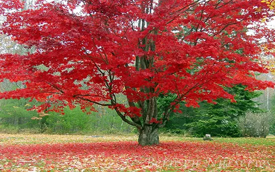 گل مور یا درخت طاووسPeacock flower or peacock tree مجموعه تولیدی سیدوس تولید کننده گلدان پلاستیکی سیدوس