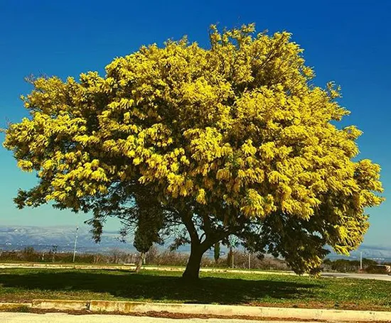 Yellow mimosaمیموزای زرد مجموعه تولیدی سیدوس تولید کننده گلدان پلاستیکی سیدوس