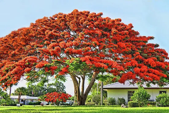 درخت بطری (Illawarra Flame tree)مجموعه تولیدی سیدوس تولید کننده گلدان پلاستیکی سیدوس