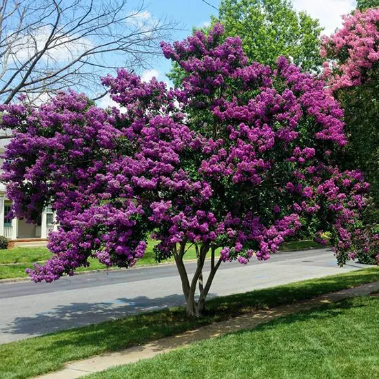 درختچه گل توری یا Crepe myrtle یک گونه درختچه‌ی همیشه سبز است که برگ‌های خود را در تمام طول سال روی شاخه نگه می‌دارد. این گیاه در اواخر تابستان دارای گل سفید معطر و در پاییز توت‌های کوچک با رنگ آبی و سیاه روی آن شکوفا می‌شود.درختچه توری نام یک گونه از تیره حناییان است. ویکی‌پدیا نام علمی: Lagerstroemia indica رده‌‌بندی بالاتر: لاگرسترمیا طبقه: گونه تیره: حناییان سیدوس تولید کننده گلدان پلاستیکی سیدوس