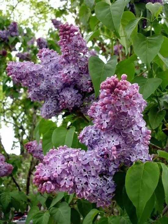 گل یاس خوشه ای با نام علمی سیرینگا ولگاریس (syringa vulgaris) گیاهی است که به شکل درختچه یا درختی کوچک بوده که چند ساقه اصلی دارد.سیدوس تولید کننده گلدان پلاستیکی سیدوس