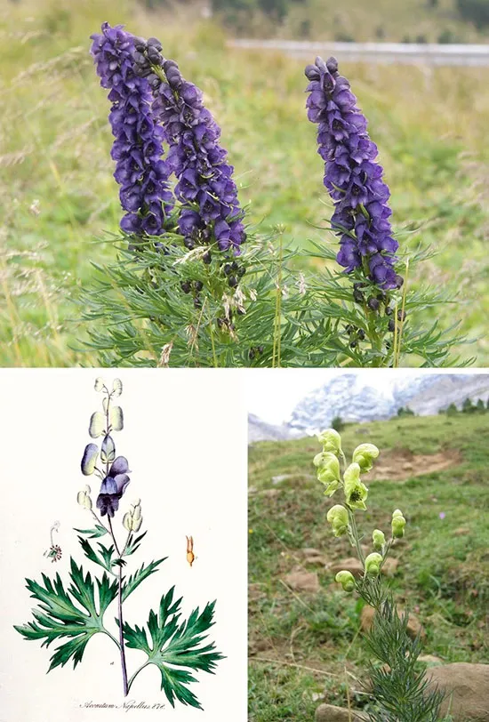 گل آقونیطونAconitum
Delphinieae
مجموعه تولیدی سیدوس تولید کننده گلدان پلاستیکی سیدوس