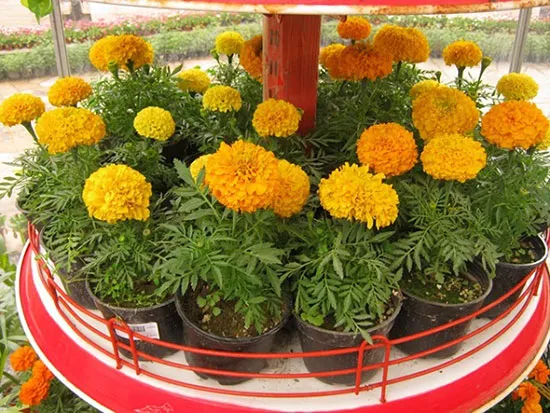 گل های بهاری وتابستانی مناسب باغچه (37گونه)Spring and summer flowers suitable for the garden (37 (species) مجموعه تولیدی سیدوس , تولید کننده گلدان های پلاستیکی سیدوس