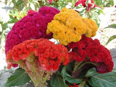 Celosia argentea Olympia Seriesتاج خروس در گلدان پلاستیکی سیدوس