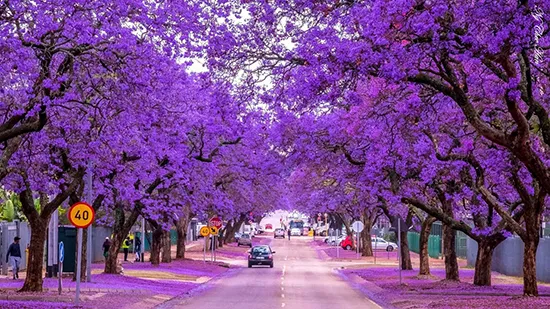 درخت نورا «میموسی‌فولیا» جاکاراندا Jacaranda Jacarandeae مجموعه تولیدی سیدوس تولید کننده گلدان پلاستیکی سیدوس