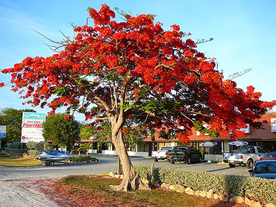 درخت بطری (Illawarra Flame tree)مجموعه تولیدی سیدوس تولید کننده گلدان پلاستیکی سیدوس