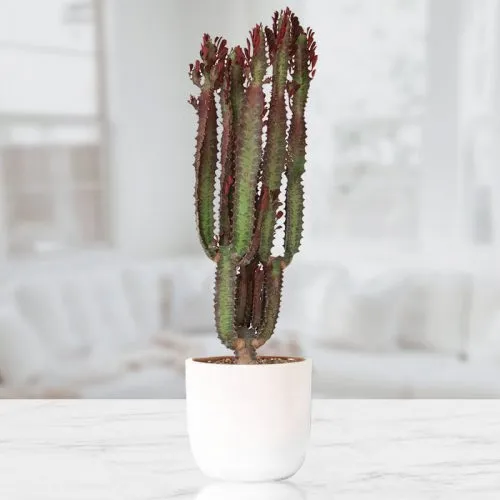 کاکتوس افوربیا زیباBeautiful Euphorbia cactus
مجموعه تولیدی سیدوس ,تولید کننده گلدان پلاستیکی سیدوس ,بیش از 120نوع, اعم از گلدان استوانه ای پلاستیکی سیدوس,گلدان الماسی پلاستیکی سیدوس,گلدان مربعی پلاستیکی,گلدان مثلثی پلاستیکی,گلدان گرد پلاستیکی ,باکس مستطیلی,در اندازه های کاکتوسی تا درختچه ای

