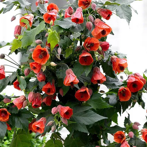 گل آبوتیلون,Abutilon 
megapotamicum
مجموعه تولیدی سیدوس ,تولید کننده گلدان پلاستیکی سیدوس