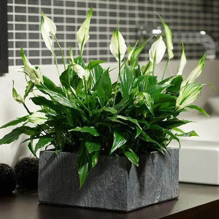 درختچه های آپارتمانی در گلدان پلاستیکی سیدوسApartment shrubs in plastic pots Sidoos
مجموعه تولیدی سیدوس ,تولید کننده گلدان پلاستیکی سیدوس ,بیش از 120نوع, اعم از گلدان استوانه ای پلاستیکی سیدوس,گلدان الماسی پلاستیکی سیدوس,گلدان مربعی پلاستیکی,گلدان مثلثی پلاستیکی,گلدان گرد پلاستیکی ,باکس مستطیلی,در اندازه های کاکتوسی تا درختچه ای